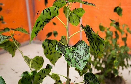 Mô hình nuôi con độc lạ cho hiệu quả kinh tế cao.