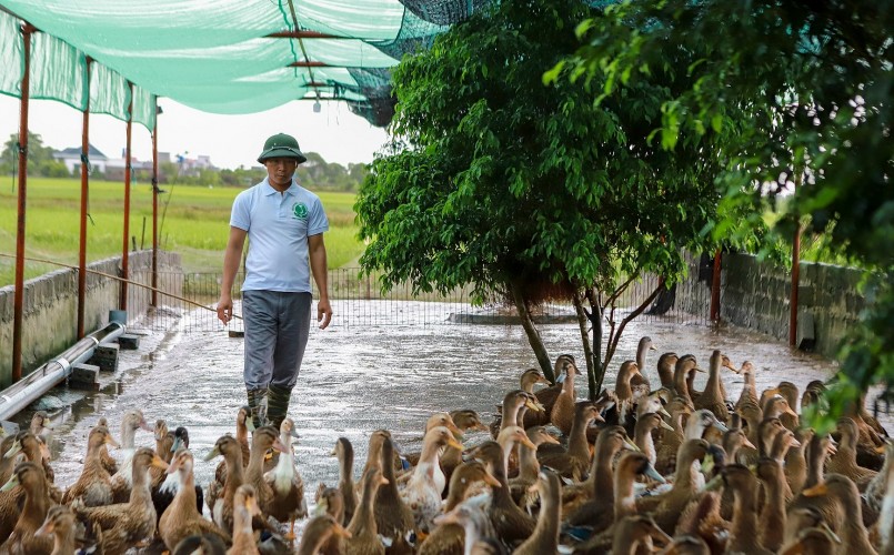 Vịt biển Đông Xuyên là sản phẩm OCOP tiêu biểu của tỉnh Thái Bình.