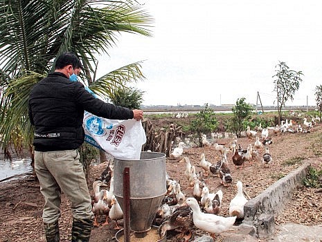 Vịt biển được nuôi theo quy trình sản xuất an toàn.