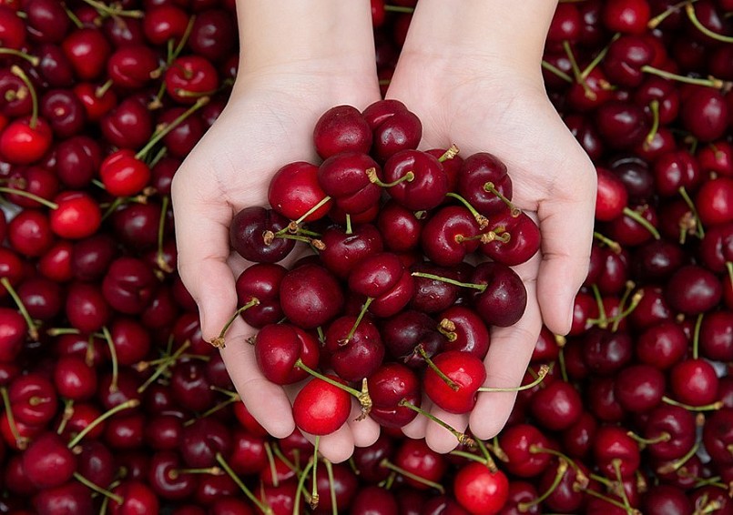 Quả Chery nguồn gốc từ châu Âu.