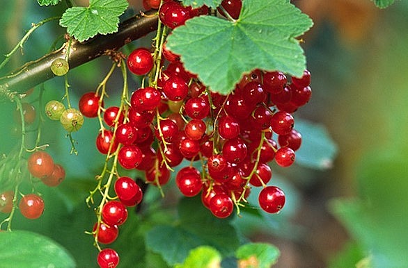 Nho chuỗi ngọc cũng luôn đắt hàng khi về Việt Nam.