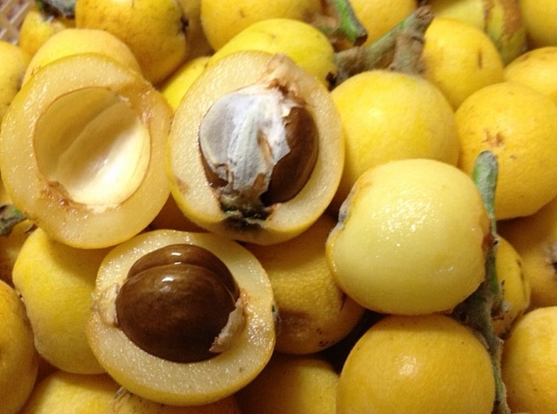 Cây Biwa ở Nhật Bản trồng lấy bóng mát, nhưng quả của nó khi về VN có giá 4 triệu đồng/kg.