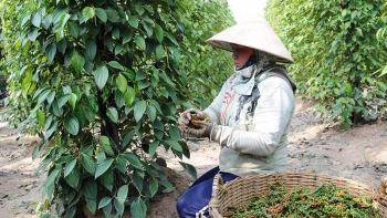 Xuất khẩu hồ tiêu giảm tháng thứ 3 liên tiếp