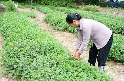 Làng trồng cây dược liệu Nghĩa Trai có tuổi đời hàng trăm năm.