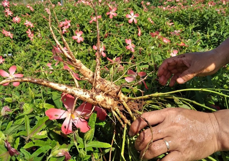 Hàng trăm hộ dân làm giàu từ nghề trồng cây dược liệu ở xã Tân Quang (Văn Lâm, Hưng Yên)