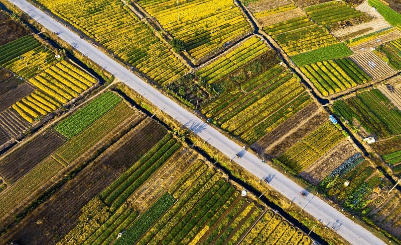 Tỉnh Hưng Yên hiện có gần 850ha trồng cây dược liệu.