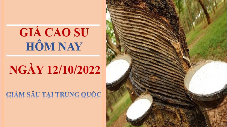 Giá cao su hôm nay 12/10/2022: Giảm sâu tại Trung Quốc
