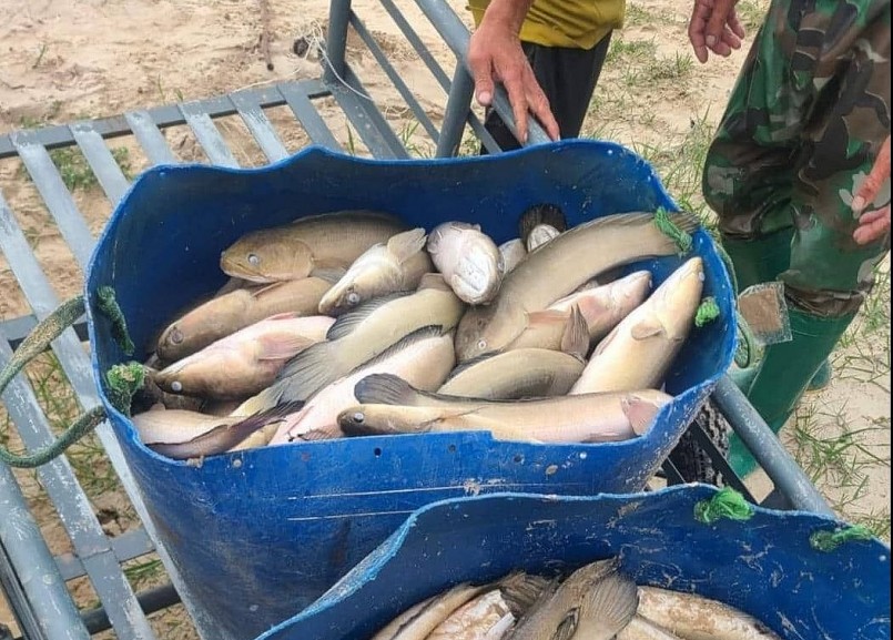 Ước tính thiệt hại sau vụ việc khoảng hơn 3 tấn cá lóc.