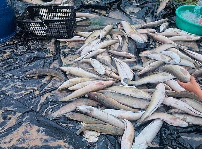 Chính quyền địa phương đang lên kế hoạch hỗ trợ những gia đình có cá bị sét đánh chết.