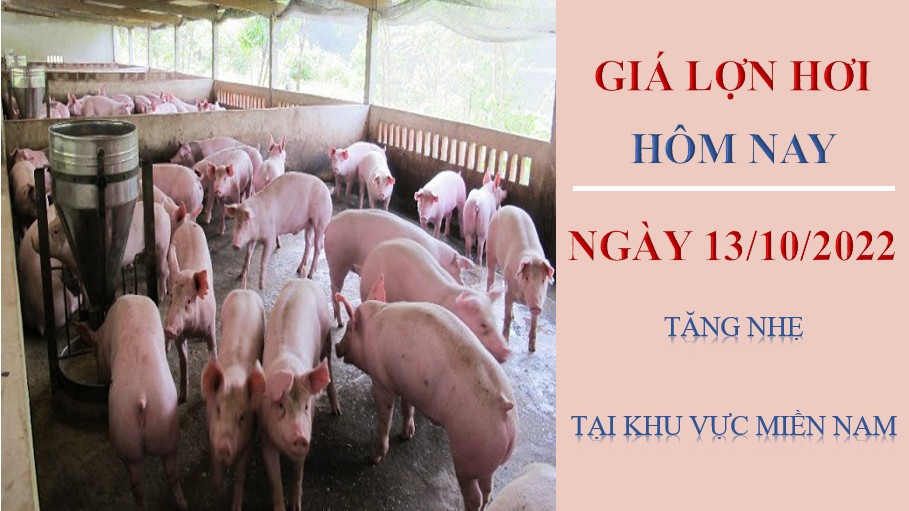 Giá lợn hơi hôm nay 13/10/2022: Tăng nhẹ tại khu vực miền Nam