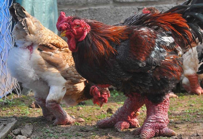 Gà Đông Tảo là giống đặc sản đã được nuôi ở nhiều địa phương trong cả nước.