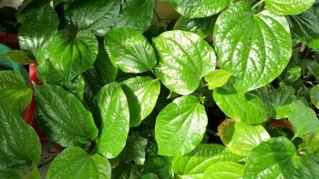 Công dụng “vàng” của lá lốt trong mùa đông