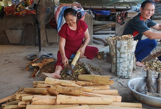 Người dân sơ chế vỏ quế.