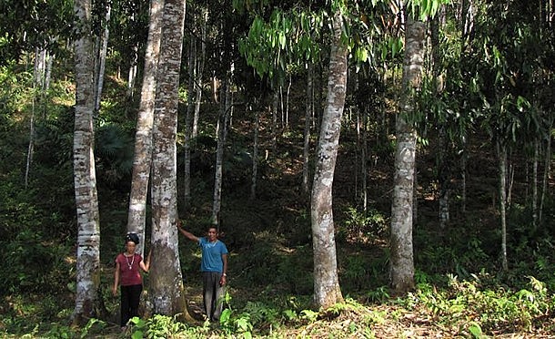 Nhiều hộ dân ở xã Xuân Tầm, huyện Văn Yên có diện tích quế trồng lâu năm và giá trị kinh tế cao.