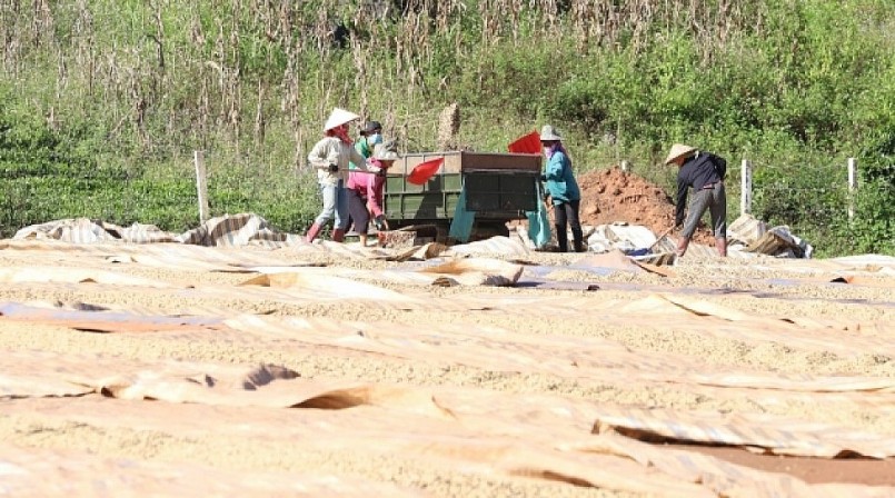 Cà phê được các hộ dân mang đến cơ sở sơ chế đủ điều kiện, sau đó mang về để phơi, sấy nhằm bảo vệ môi trường. 