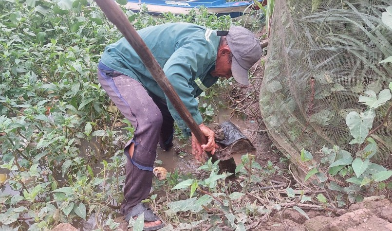 Ông Nguyễn Văn Lèo đặt lọp ếch ven các bờ kênh.