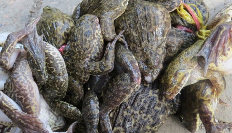 Ếch đồng đặt lọp bắt được, thương lái thu mua với giá 50 ngàn đồng/kg.