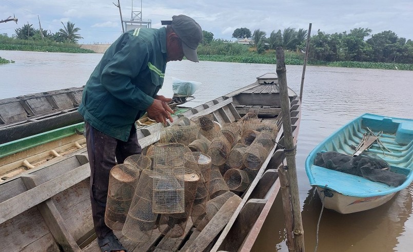 Đặt lọp ếch trong mùa nước nổi mang lại thu nhập ổn định cho nhiều người.