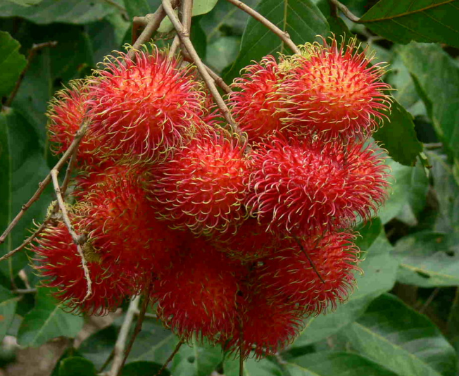 Du lịch Miền Tây: Thử ngay đặc sản trái cây bốn mùa siêu hấp dẫn