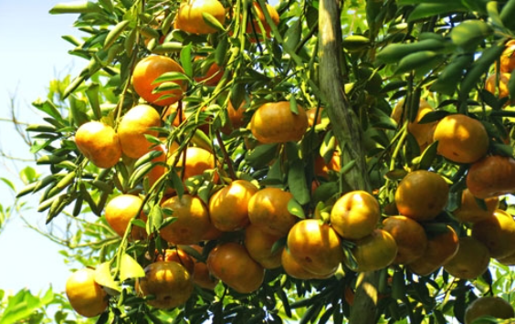 Du lịch Miền Tây: Thử ngay đặc sản trái cây bốn mùa siêu hấp dẫn