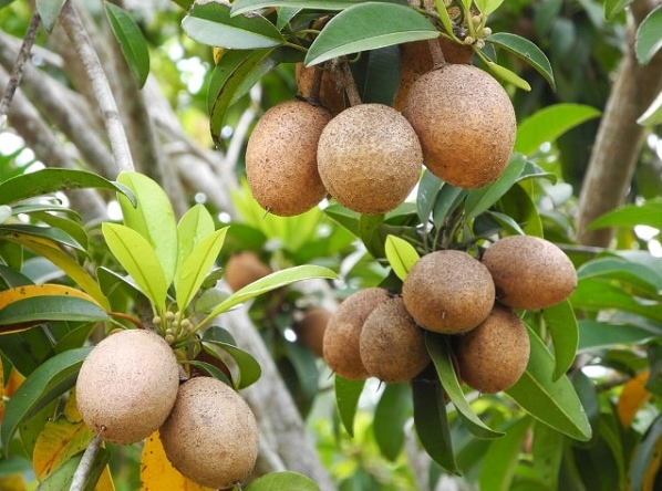 Du lịch Miền Tây: Thử ngay đặc sản trái cây bốn mùa siêu hấp dẫn