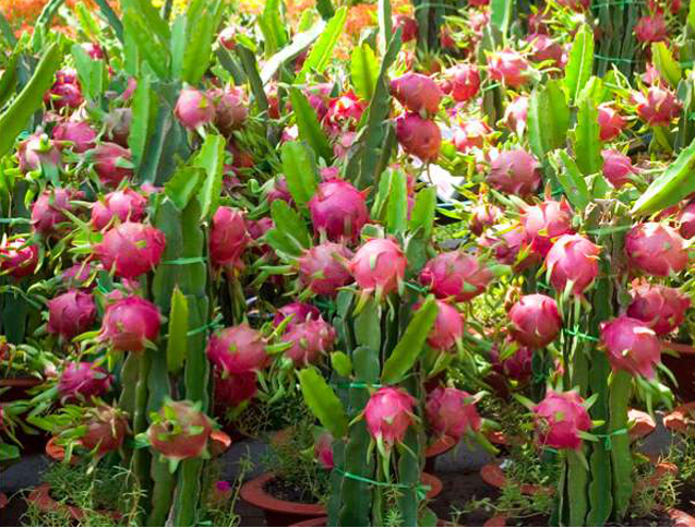 Du lịch Miền Tây: Thử ngay đặc sản trái cây bốn mùa siêu hấp dẫn