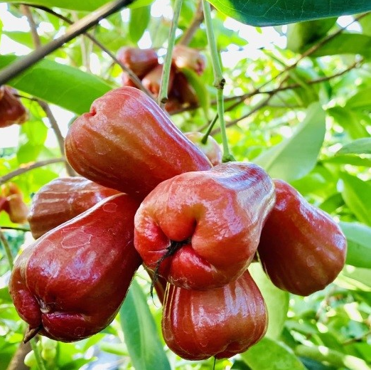 Du lịch Miền Tây: Thử ngay đặc sản trái cây bốn mùa siêu hấp dẫn