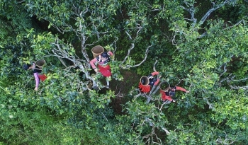 Đưa thương hiệu chè Việt Nam ra thế giới thông qua du lịch