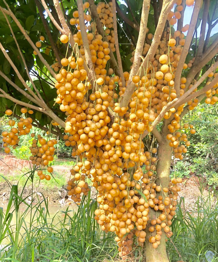 Du lịch Miền Tây: Thử ngay đặc sản trái cây bốn mùa siêu hấp dẫn