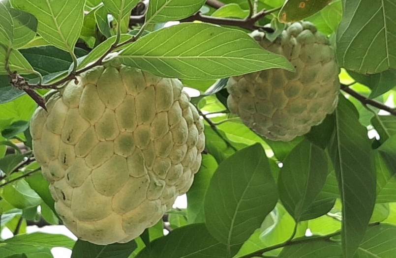 Na Thái ít kén đất, có tính thích nghi tốt, chịu được hạn nhưng không chịu úng. Na Thái ít kén đất, có tính thích nghi tốt, chịu được hạn nhưng không chịu úng.