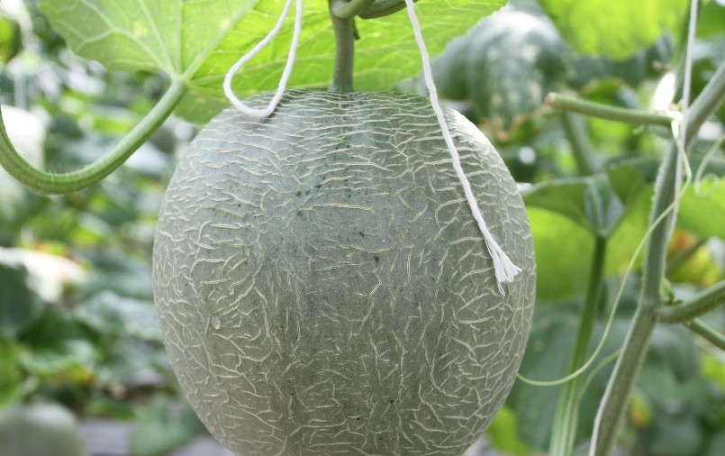 Dưa lưới phù hợp với thời tiết nắng nóng vào mùa hè. Dưa lưới phù hợp với thời tiết nắng nóng vào mùa hè.