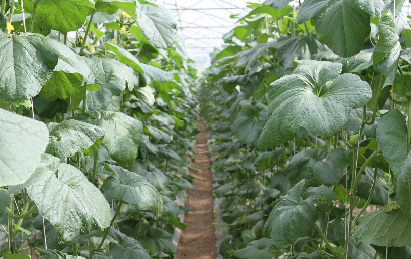 Hiện gia đình anh Đăng đang có diện tích khoảng 1.100m2 trồng dưa lưới. Hiện gia đình anh Đăng đang có diện tích khoảng 1.100m2 trồng dưa lưới.