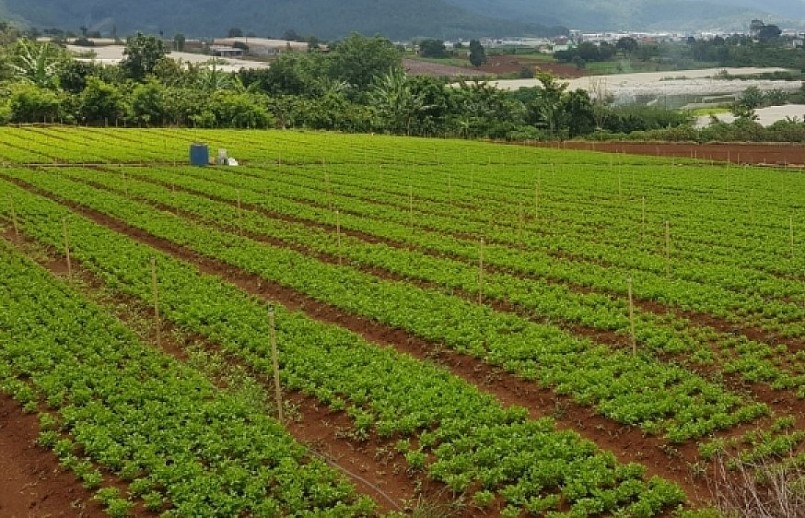 Cần giao đất cho đơn vị làm ăn hiệu quả, không kể là tư nhân hay nhà nước, nhằm huy động tối đa nguồn lực xã hội. phục vụ phát triển kinh tế.