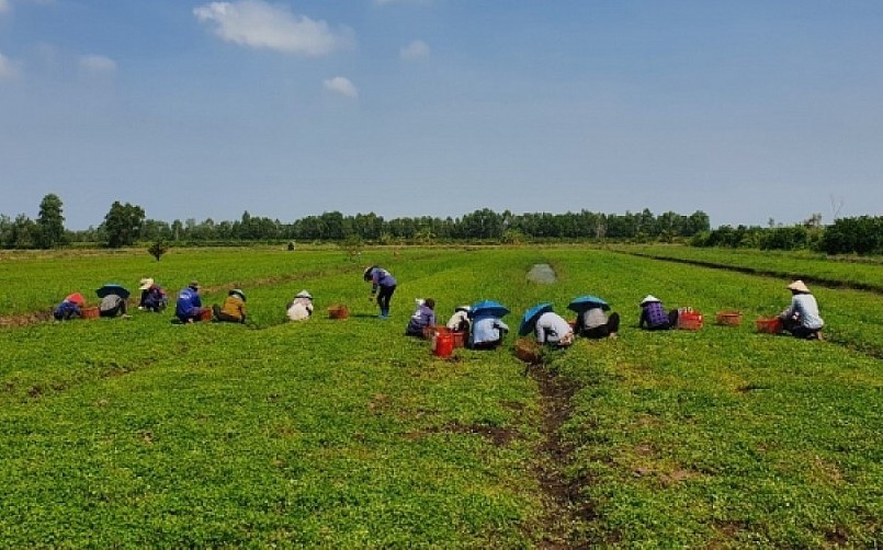Cần điều chỉnh sát thực tiễn, khắc phục tình trạng giữ đất rồi bỏ hoang, trong khi doanh nghiệp thiếu đất sản xuất thì không thể tiếp cận.