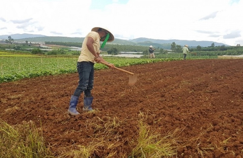 Doanh nghiệp nông nghiệp công nghệ cao muốn mở rộng sản xuất trên diện tích lớn đang gặp nhiều vướng mắc liên quan đến các quy định về đất đai.