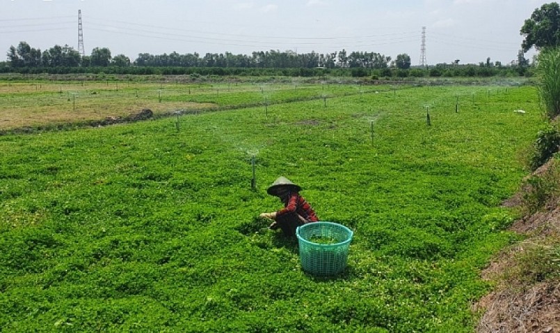 Hạn mức giao đất nông nghiệp hộ gia đình bị khống chế dẫn đến người dân không dám đầu tư.