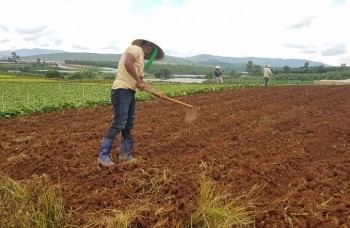 Đụng “trần” quy định về đất đai, doanh nghiệp nông nghiệp công nghệ cao lâm vào thế bí