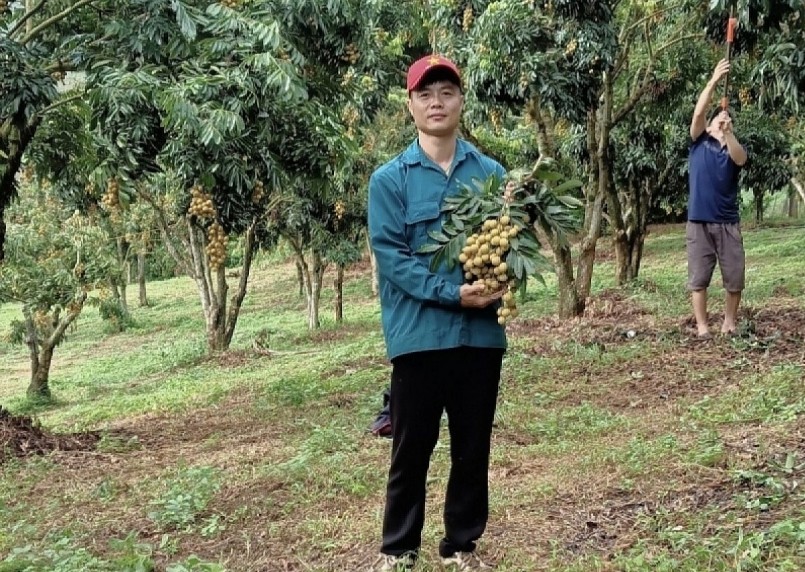 Toàn tỉnh Sơn La hiện có hơn 28.300 hộ nông dân SXKD giỏi các cấp. (Ảnh: Anh Phạm Văn Dương, Giám đốc HTX nhãn chín sớm Bảo Dương, Sông Mã, Sơn La). Toàn tỉnh Sơn La hiện có hơn 28.300 hộ nông dân SXKD giỏi các cấp. (Ảnh: Anh Phạm Văn Dương, Giám đốc HTX nhãn chín sớm Bảo Dương, Sông Mã, Sơn La).