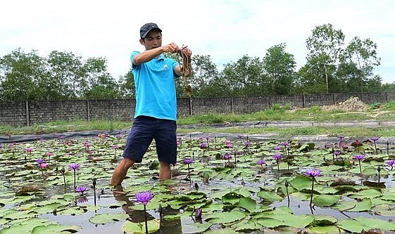 Mỗi chậu hoa súng thường có giá 35.000 – 300.000 đồng, dòng hoa súng cao cấp có giá giá từ 5 – 20 triệu đồng. Mỗi chậu hoa súng thường có giá 35.000 – 300.000 đồng, dòng hoa súng cao cấp có giá giá từ 5 – 20 triệu đồng.