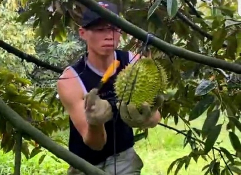 Thu hoạch vườn sầu riêng tại xã Phú Phong, huyện Châu Thành, Tiền Giang. Thu hoạch vườn sầu riêng tại xã Phú Phong, huyện Châu Thành, Tiền Giang.