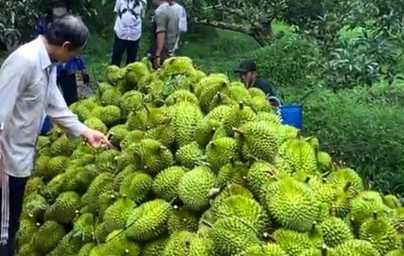 Vụ sầu riêng sớm ở tỉnh Tiền Giang trúng mùa, trúng giá. Thương lái đến tận vườn thu mua trái sầu riêng để phục vụ nhu cầu xuất khẩu chính ngạch sang Trung Quốc. Vụ sầu riêng sớm ở tỉnh Tiền Giang trúng mùa, trúng giá. Thương lái đến tận vườn thu mua trái sầu riêng để phục vụ nhu cầu xuất khẩu chính ngạch sang Trung Quốc.