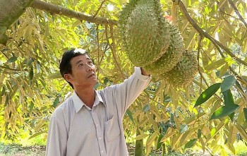 Nhà vườn Tiền Giang phấn khởi vì kiếm bộn tiền nhờ sầu riêng chín sớm