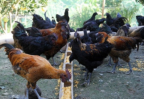 Giống H’Mông được nuôi tại thành phố Hà Giang.