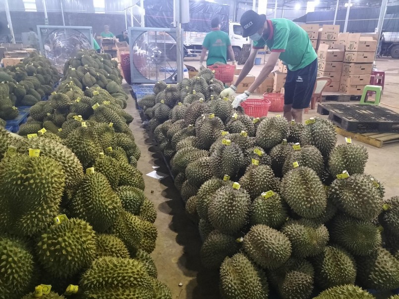 Kho chứa sầu riêng của Công ty Cổ phần Thương mại xuất nhập khẩu Dũng Thái Sơn Kho chứa sầu riêng của Công ty Cổ phần Thương mại xuất nhập khẩu Dũng Thái Sơn