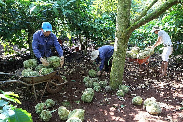 Thu hái sầu riêng ở huyện Krông Pắk, Đắk Lắk Thu hái sầu riêng ở huyện Krông Pắk, Đắk Lắk