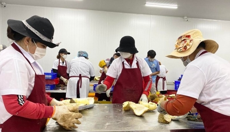 Sản phẩm sầu riêng Krông Pắk chủ yếu tiêu thụ tại thị trường trong nước và xuất khẩu tiểu ngạch.