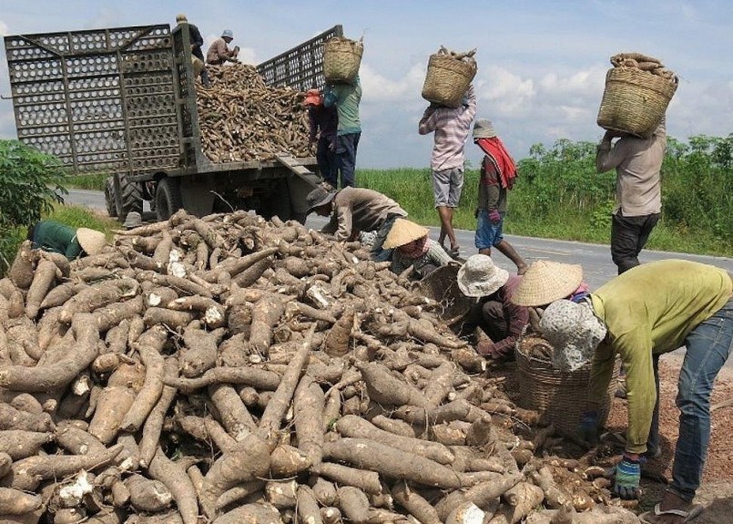 Việt Nam đang là nguồn cung lớn thứ hai xuất khẩu các sản phẩm sắn vào Trung Quốc. 