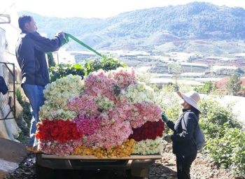 Cận ngày 20/10, giá hoa Đà Lạt tăng cao