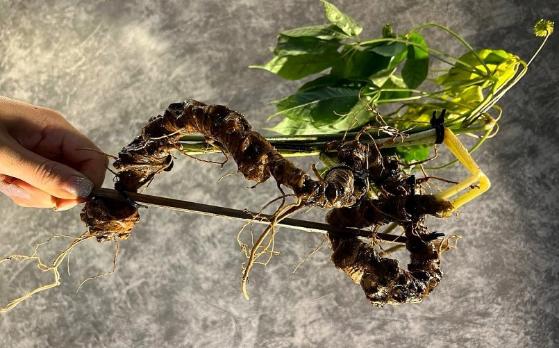 Sâm Lai Châu có nguồn gen đặc biệt quý hiếm đối với Việt Nam và Thế giới, mới chỉ phát hiện thấy duy nhất ở tỉnh Lai Châu.