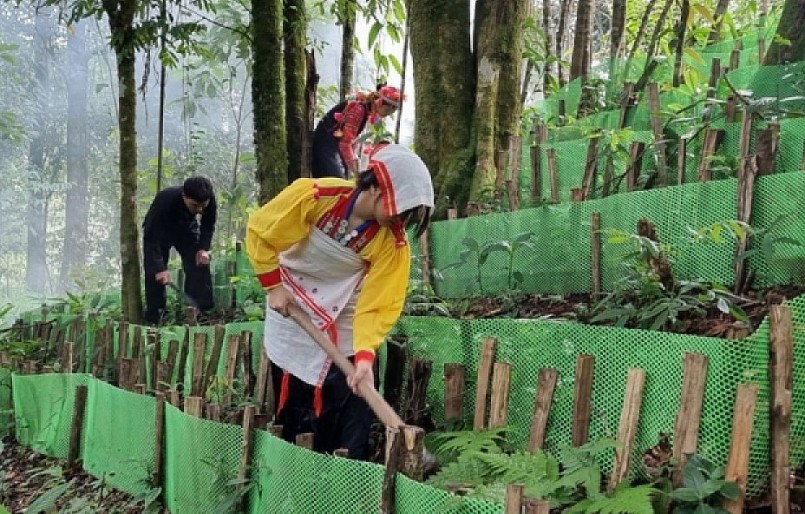 Các vườn sâm phát triển tốt dưới các tán rừng già và hứa hẹn là cây trồng cho thu nhập tiền tỷ mỗi ha.